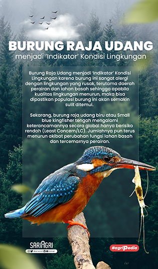 Burung Raja Udang, Satwa Endemik yang Jadi Indikator Kondisi Lingkungan. (Sariagri/Faisal)