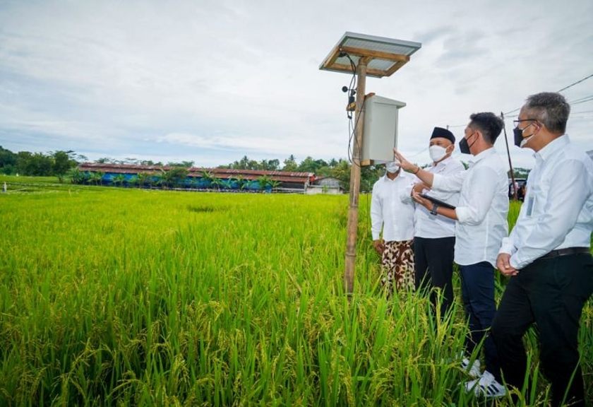 Kementan dorong produksi beras organik ramah lingkungan. (Antara)
