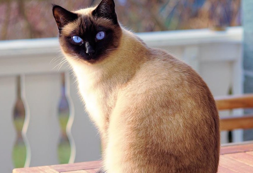 Ilustrasi kucing betina ingin kawin. (Pixabay)