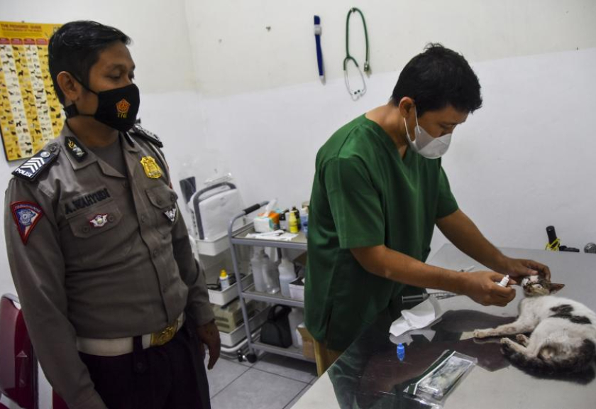 Agus Wahyudi, menyaksikan dokter hewan memeriksa kesehatan kucing yang dievakuasinya di Desa Kertasari, Kecamatan Cijeungjing, Kabupaten Ciamis, Jawa Barat.

(FOTO : ANTARA/Adeng Bustomi)