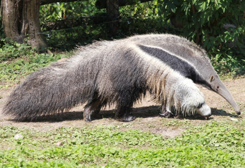 Ilustrasi giant anteater (Pxhere)