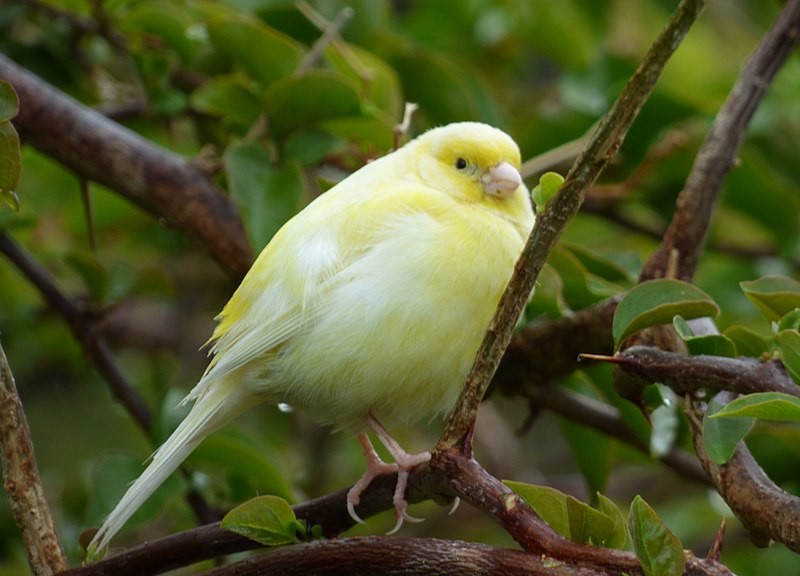 Burung kenari. (Foto: Wikimedia Commons)