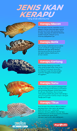 Jenis Ikan Kerapu yang Enak Dikonsumsi. (Sariagri/Faisal)