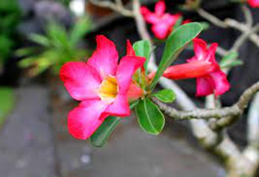 Ilustrasi bunga kamboja (Pxhere)