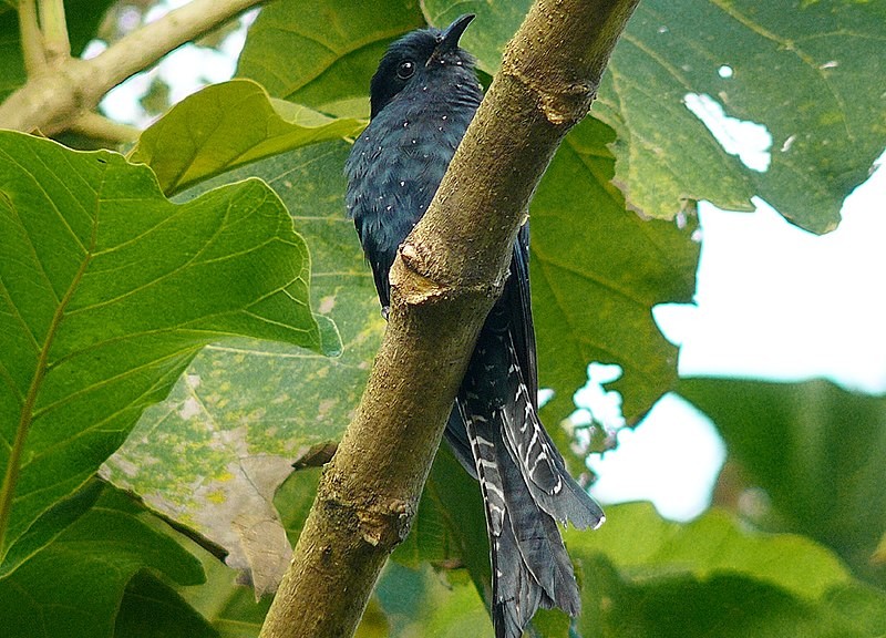 Burung Kedasih. (Foto: Wikimedia Commons)