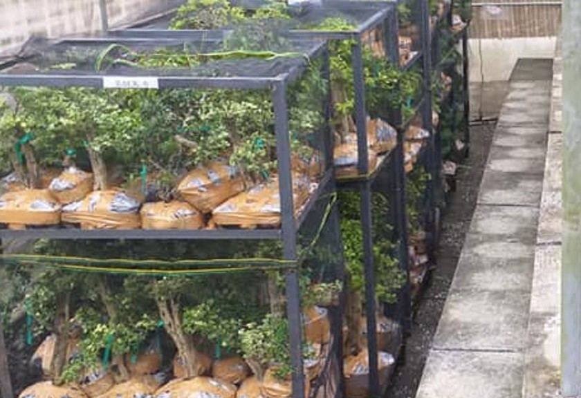 Tanaman bonsai asal Semarang yang hendak dikirim ke Polandia. (Barantan)