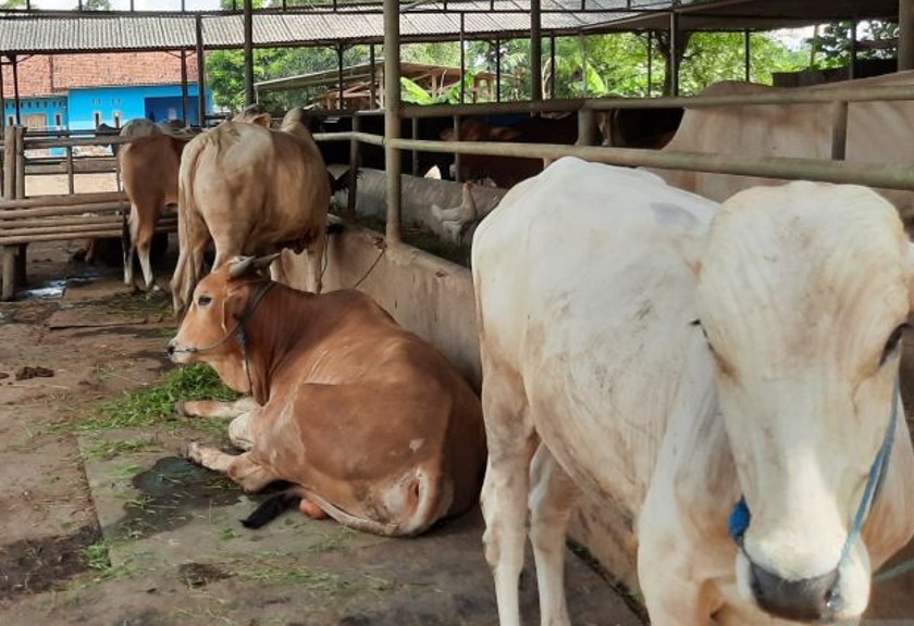 DPKP Kabupaten Tangerang, Banten menyebutkan bahwa wabah penyakit mulut dan kuku (PMK) pada hewan ternak di daerahnya itu semakin meluas. (Antara)