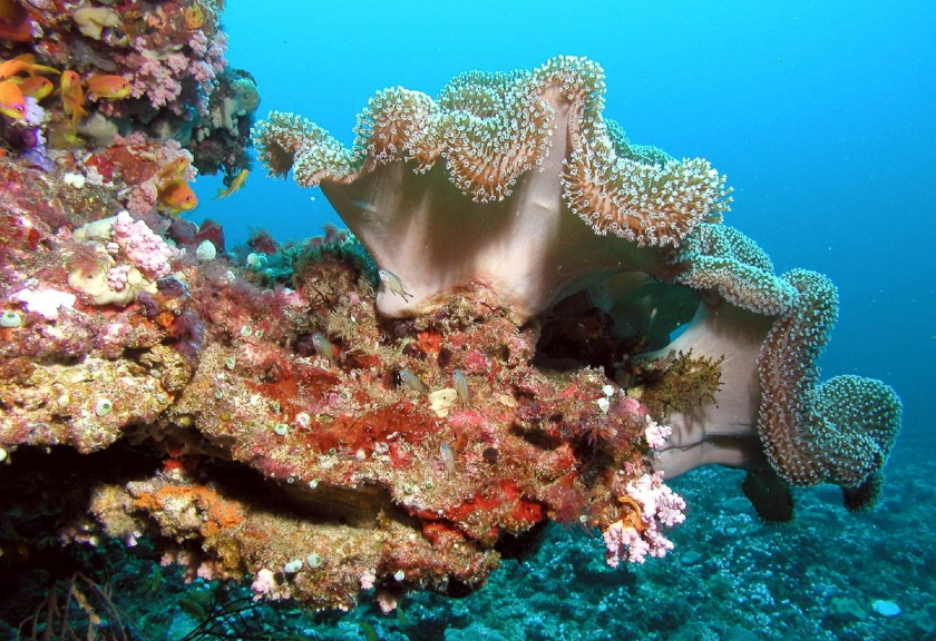 Ilustrasi terumbu karang (Pxhere)
