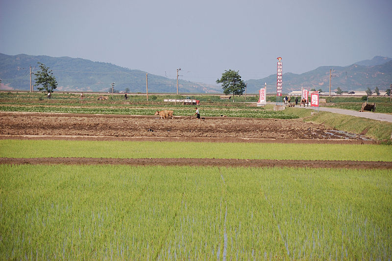 Sawah di Korea Utara. (Foto: Wikimedia Commons)