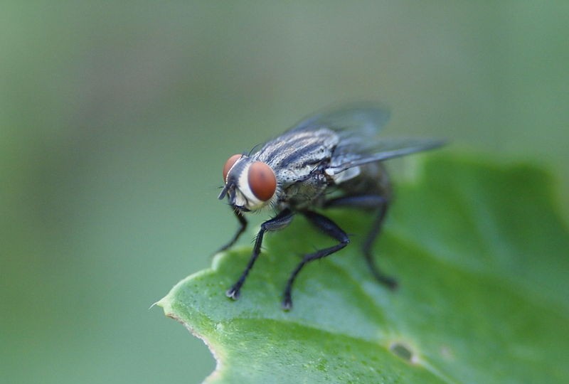 Lalat buah. (Foto: Wikimedia Commons)