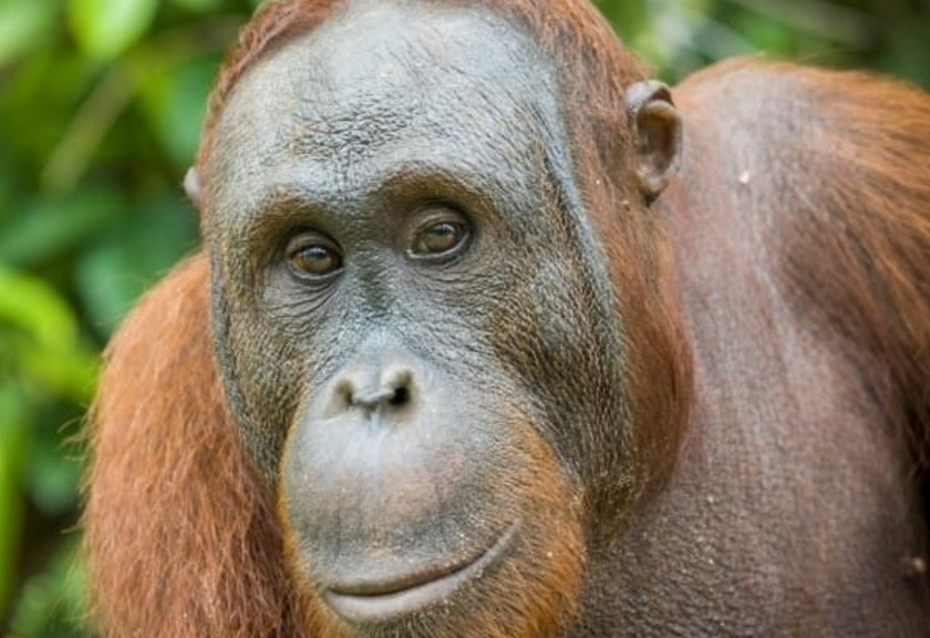 Orangutan dilepasliarkan di Taman Nasional Bukit Baka Bukit Raya, Kalimantan Barat. (KLHK)