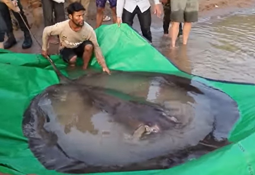Ikan pari air tawar raksasa ditemukan di Sungai Mekong. (Foto: Tangkapan layar Youtube Wonders of Mekong)