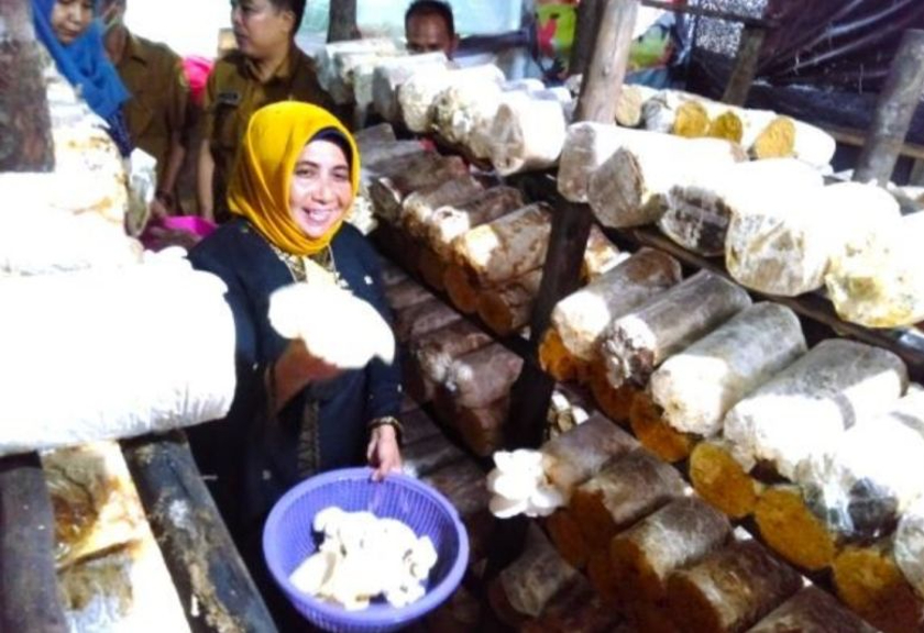 Pemkot Tanjungpinang dorong masyarakat kembangkan usaha budidaya jamur. (Antara)