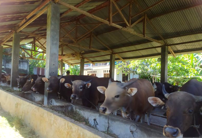 Peternakan sapi di Bengkulu. (Antara)