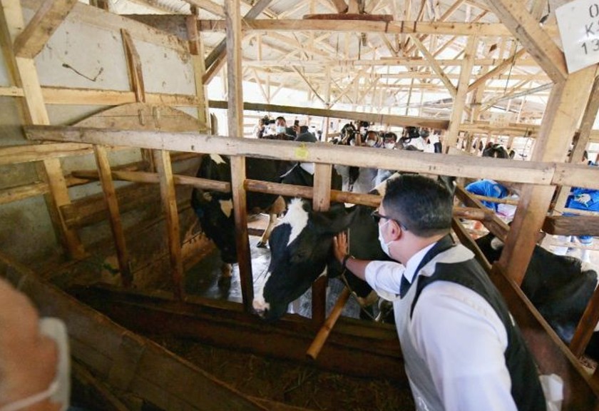 Gubernur Jabar Ridwan Kamil saat meninjau vaksinasi PMK pada sapi. (Antara)