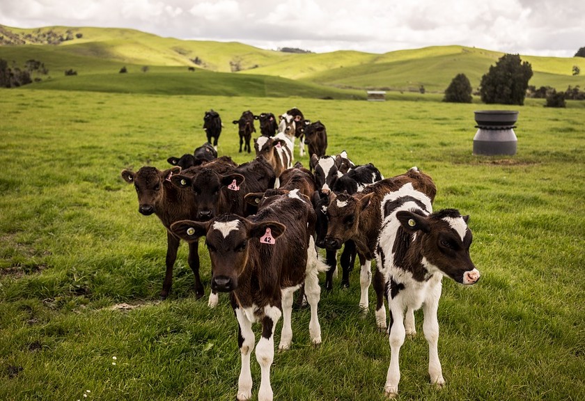 Ilustrasi peternakan sapi. (Pixabay)