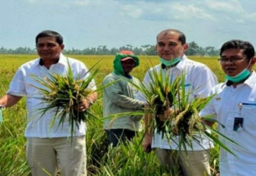 Pinwil Sumut Perum BULOG, Arif Mandu (kiri) saat melihat hasil panen padi petani. (ANTARA/Evalisa Siregar)