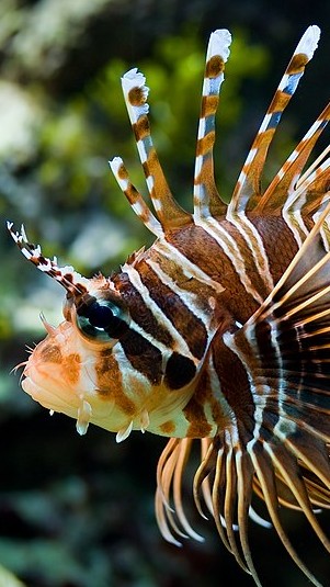 Lionfish. (Foto: Wikimedia Commons)