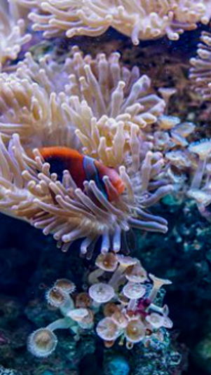 Ilustrasi coral (terumbu karang). (Pixabay)