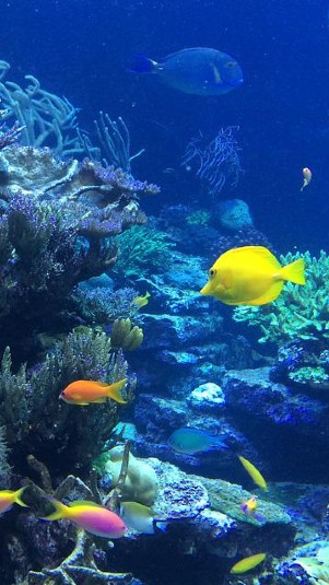 Ilsutrasi keanekaragaman hayati bawah laut. (Pixabay)