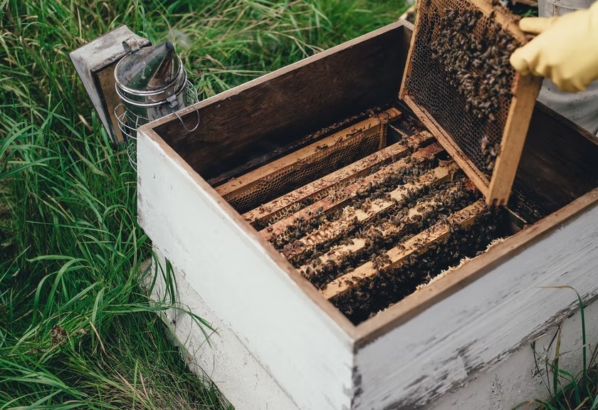 Sarang lebah madu. (Foto: Unsplash)