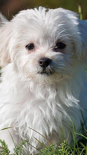 Ilustrasi anjing. (Pixabay)