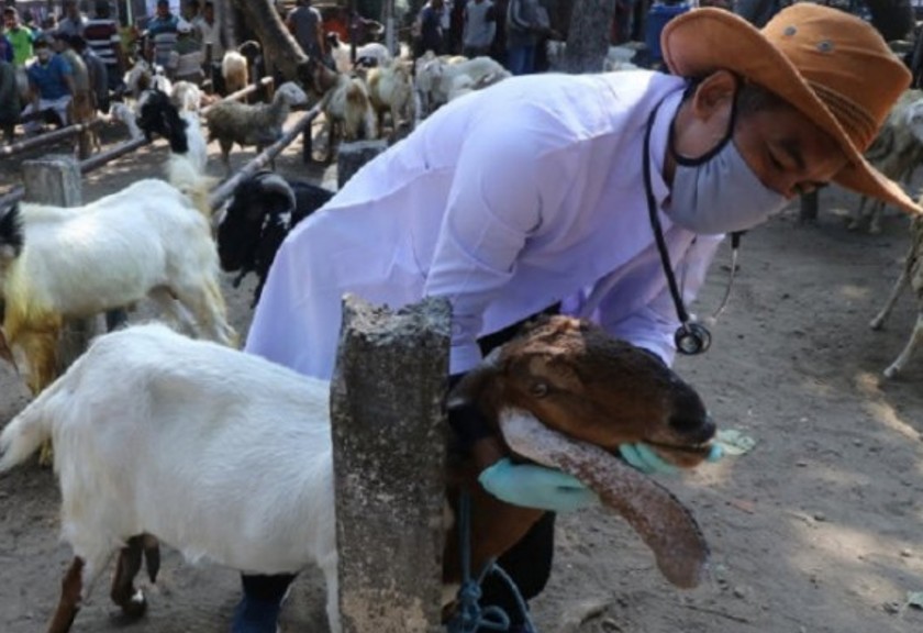 Dokter hewan di Kediri, Jawa Timur memeriksa hewan kurban. (Antaranews)