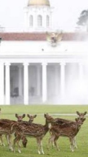 Rusa-rusa di Istana Bogor. (Antaranews)