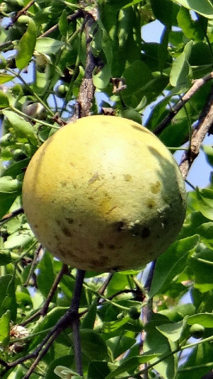 Ilustrasi buah kawista (Pxhere)