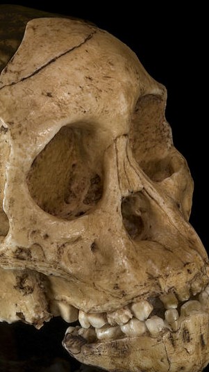 Ilustrasi fosil manusia purba. (Foto: Wikimedia Commons)