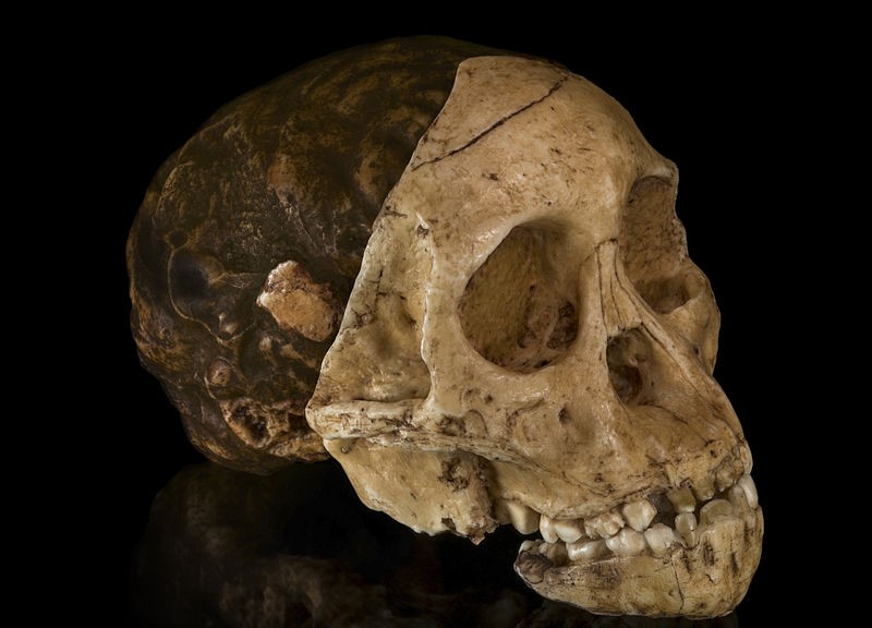 Ilustrasi fosil manusia purba. (Foto: Wikimedia Commons)
