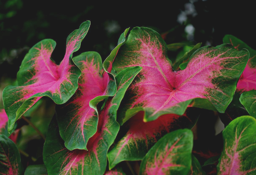 Ilustrasi bunga keladi (Pixabay)