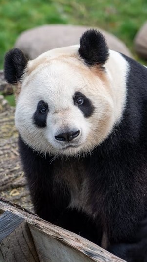 Ilustrasi panda. (Foto: Unsplash)