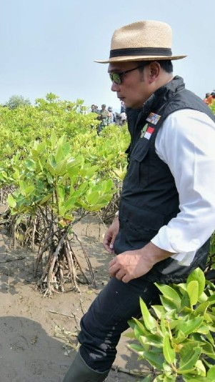 Gubernur Jabar, Ridwan Kamil tanam bibit mangrove. (Dok. Humas Jabar)