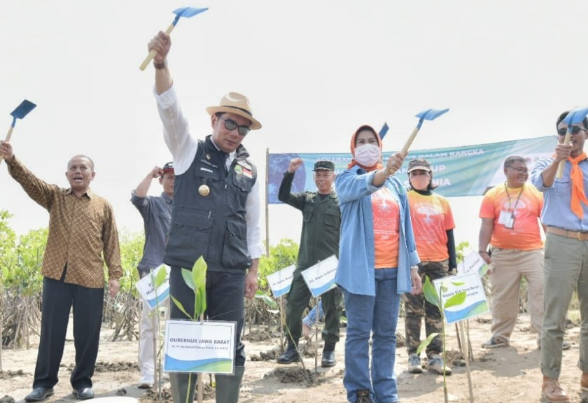 Gubernur Jabar, Ridwan Kamil tanam bibit mangrove. (Dok. Humas Jabar)