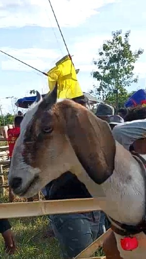 Karapan kambing di Madura. (Sariagri/Arief L)