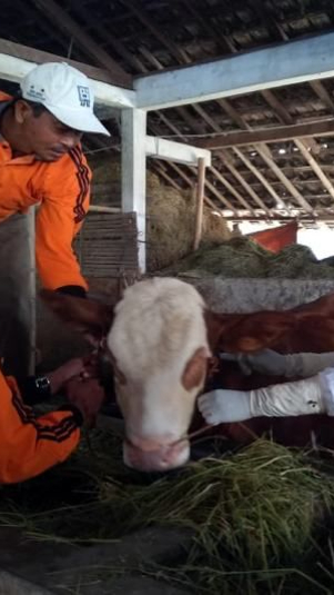 Petugas kesehatan hewan Dispertan PP saat vaksinasi sapi (Antara)