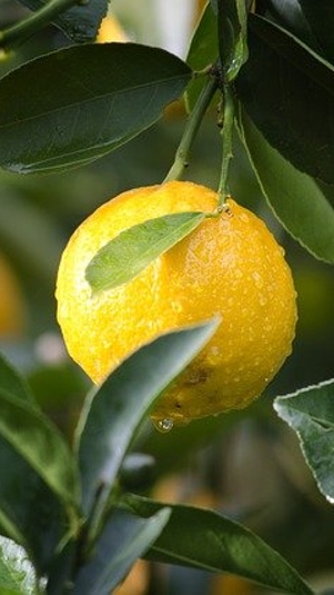 Ilustrasi Lemon (Pixabay)