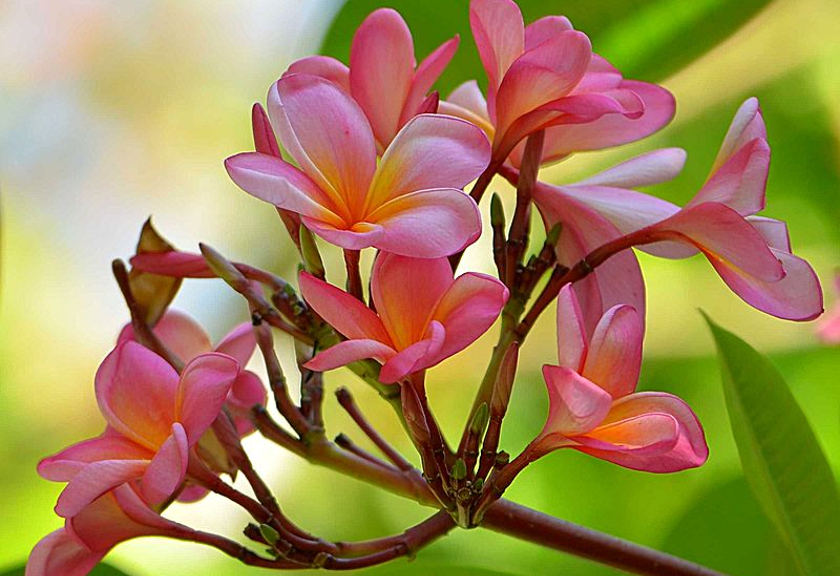 Ilustrasi bunga kamboja (Wikimedia Commons)