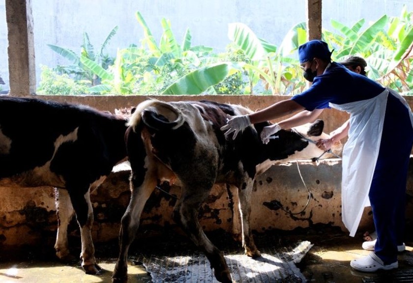 Petugas Dinas Ketahanan Pangan dan Pertanian (DKPP) Kota Surabaya melakukan vaksinasi terhadap hewan ternak jelang Hari Raya Idul Adha. (Dok Antara/HO-Diskominfo Surabaya)
