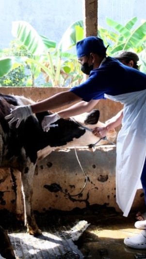 Petugas Dinas Ketahanan Pangan dan Pertanian (DKPP) Kota Surabaya melakukan vaksinasi terhadap hewan ternak jelang Hari Raya Idul Adha. (Dok Antara/HO-Diskominfo Surabaya)
