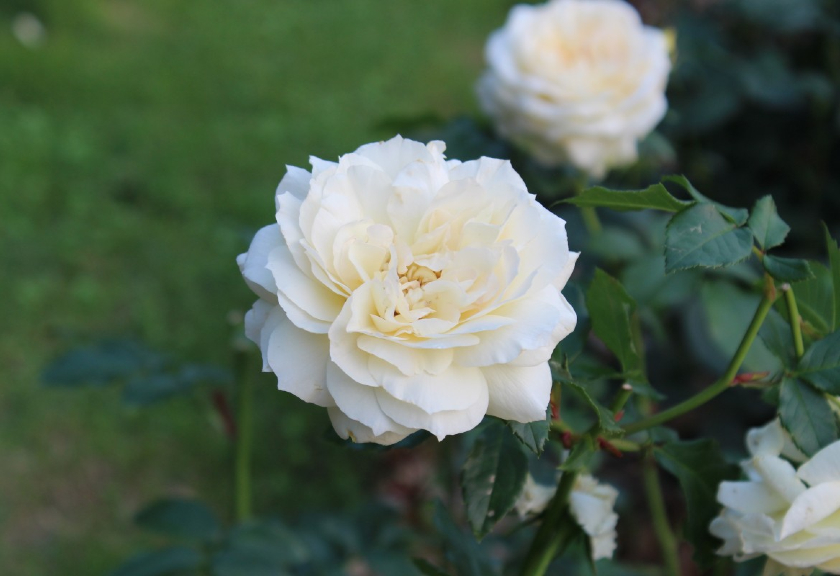 Ilustrasi bunga mawar putih (Pxhere)