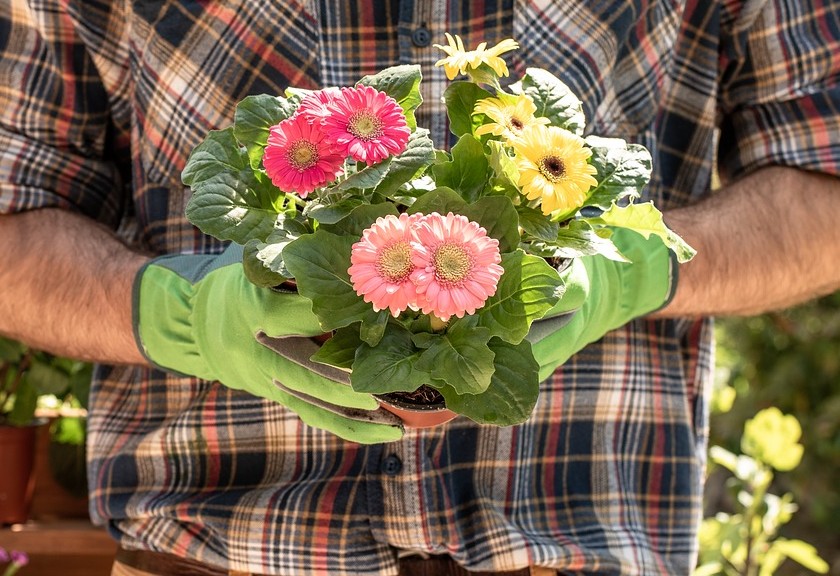 Ilustrasi jenis tanaman untuk souvenir pernikahan. (Pixabay)