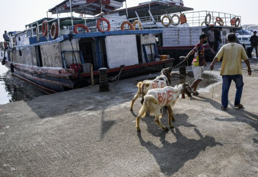 Petugas menaikkan kambing kurban ke dalam kapal motor di Pelabuhan kaliadem, Muara Angke, Jakarta, Kamis (7/7/2022).

(ANTARA/M Risyal Hidayat/rwa/rdi)
