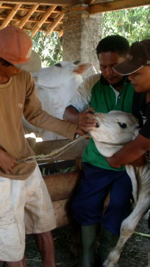 Ilustrasi hewan ternak diberi vaksin PMK (Antara)