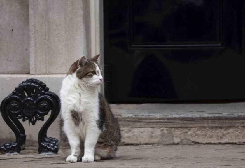 Seekor kucing bernama Larry duduk di depan Kantor yang juga menjadi kediaman resmi Perdana Menteri Inggris di Jalan Downing Nomor 10, London, Inggris, Kamis (7/7/2022).

(ANTARA FOTO/REUTERS/Phil Noble)