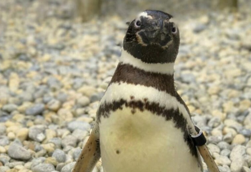 Penguin tertua mati di usia 40 tahun. (Sumber photo :www.hurriyetdailynews.com)