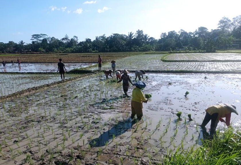 Petani padi di Lebak, Banten genjot produksi pangan. (Antara)