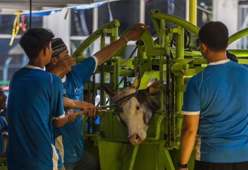 Panitia mengoperasikan alat pemotong mekanis saat melakukan penyembelihan hewan kurban di Masjid Al Jihad, Banjarmasin, Kalimantan Selatan, Minggu (10/7/2022).

(ANTARA FOTO/Bayu Pratama S)