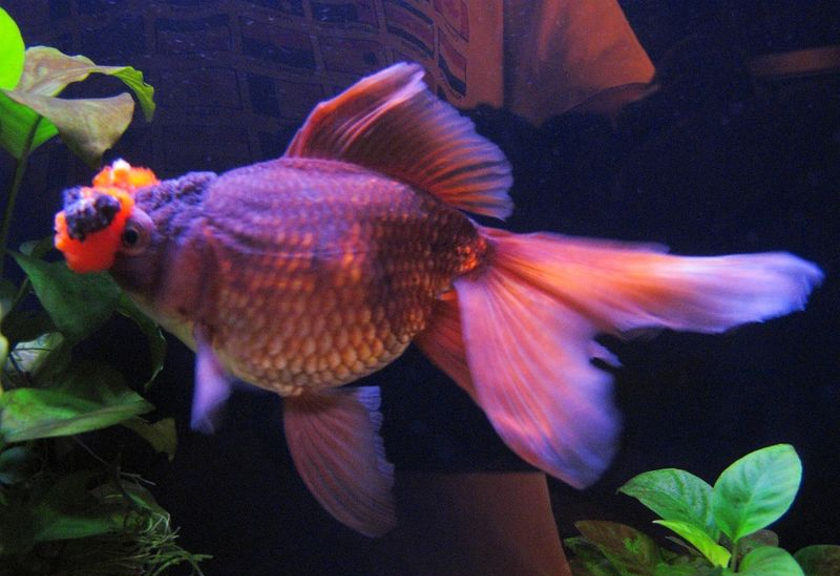 Ilustrasi ikan mas koki oranda (Wikimedia Commons)